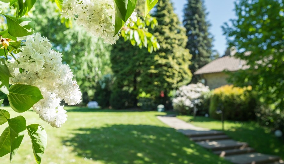 Flieder mit Treppe zum Park 4928x3280